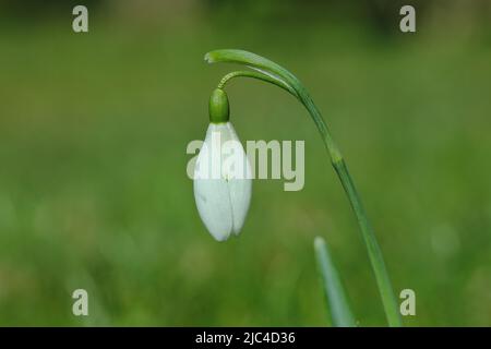 Schneeglöckchen (Galanthus nivalis), Blume geschlossen, Wilden, Nordrhein-Westfalen, Deutschland Stockfoto