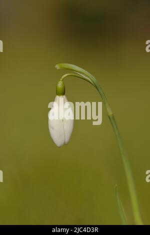 Schneeglöckchen (Galanthus nivalis), Blume geschlossen, Wilden, Nordrhein-Westfalen, Deutschland Stockfoto