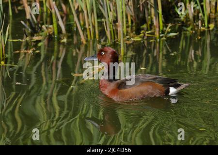 Eisenhaltige Ente (Aythya nyroca), drake, schwimmend am Schilfrohr, Hessen, Deutschland Stockfoto