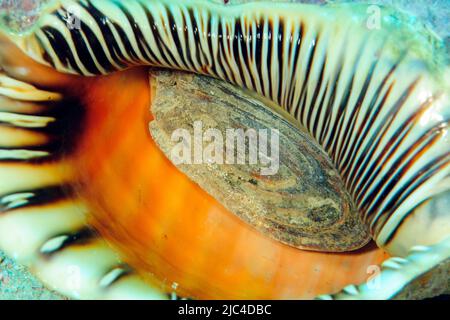 triton-Trompete (Charonia Tritonis), triton-Horn, Pazifischer Ozean, Caroline Islands, Yap, Mikronesien Stockfoto