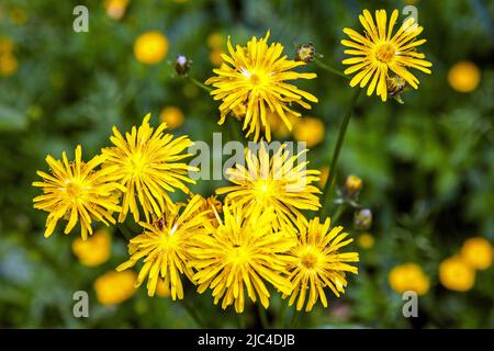 Rohhawksbart (Crepis biennis), Oberstdorf, Oberallgaeu, Allgaeu, Bayern, Deutschland Stockfoto