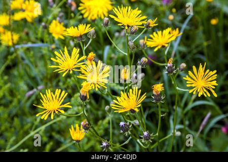 Rohhawksbart (Crepis biennis), Oberstdorf, Oberallgaeu, Allgaeu, Bayern, Deutschland Stockfoto