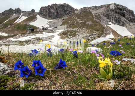 Kieselglockengenzian, auch stammloser Enzian (Gentiana acaulis) und auricula (Primula auricula) oder alpine auricula, am hinteren Hindelanger Stockfoto