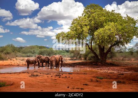 Afrikanische Elefanten (Loxodonta africana) sind am Wasserloch zu finden, Säugetiere im Tsavo East National Park, Kenia, Ostafrika Stockfoto