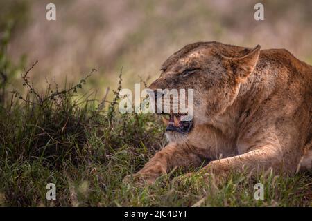 Löwe (Panthera leo), weibliche Löwin, die schläft, nachdem sie ein Zebra im Busch gegessen hat, Tsavo East National Park, Kenia, Ostafrika Stockfoto