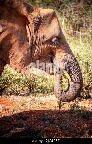 Afrikanischer Elefant (Loxodonta africana), der Gras frisst, Säugetiere, Nahaufnahme im Tsavo East National Park, Kenia, Ostafrika Stockfoto