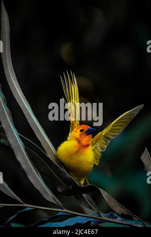 Goldener Palmenweber (Ploceus bojeri), mit ausgestreckter FlügelZüchtungsgefieder, Mombasa, Kenia Stockfoto