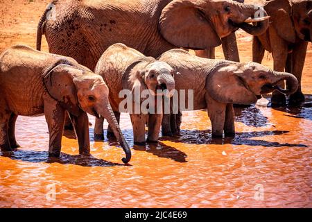 Afrikanische Elefanten (Loxodonta africana) sind am Wasserloch zu finden, Säugetiere im Tsavo East National Park, Kenia, Ostafrika Stockfoto