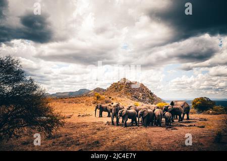 Afrikanische Elefanten (Loxodonta africana) sind am Wasserloch zu finden, Säugetiere im Tsavo East National Park, Kenia, Ostafrika Stockfoto