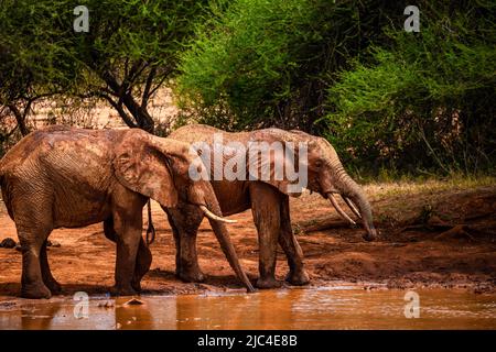 Afrikanische Elefanten (Loxodonta africana) sind am Wasserloch zu finden, Säugetiere im Tsavo East National Park, Kenia, Ostafrika Stockfoto