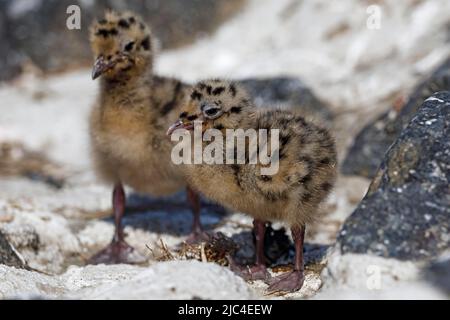 Schwarzkopfmöwen (Larus ridibundus) Küken, Babytiere, Schleswig-Holstein, Deutschland Stockfoto