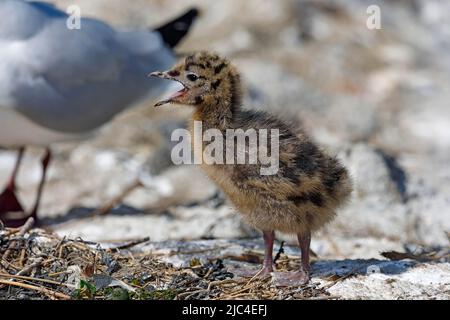 Schwarzkopfmöwe (Larus ridibundus), die Küken, Tierkind, Schleswig-Holstein, Deutschland, ruft Stockfoto