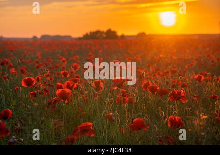 Sonnenuntergang über einem blühenden Feld wilder Mohnblumen Stockfoto