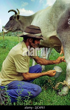 Milchbauer melkt seine Kuh, Pinar del Rio, Kuba, Karibik Stockfoto