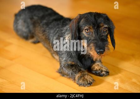 Rauhaariger Dackel (Canis lupus familiaris) Welpe, männlich, 1 Jahre, auf Parkettboden liegend, Baden-Württemberg, Deutschland Stockfoto