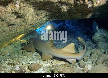 Taucher entdecken einen Schwesternhai (Ginglymostoma cirratum) in einer Höhle, Playa Larga, Schweinebucht, Giron, Kuba, Karibik Stockfoto