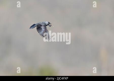 Eine westliche Dohle (Coloeus monedula) im Flug auf Augenhöhe. Stockfoto