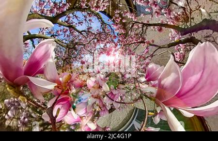 Magnolienbaum (Magnolia x soulangeana) im Hintergrund, 360 Grad Panoramafoto, Berlin, Deutschland Stockfoto