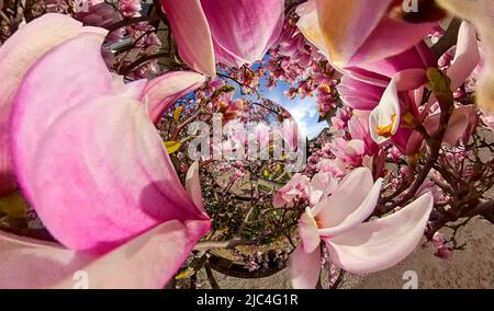 Magnolienbaum (Magnolia x soulangeana) im Hintergrund, 360 Grad Panoramafoto, Berlin, Deutschland Stockfoto