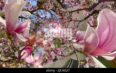 Magnolienbaum (Magnolia x soulangeana) im Hintergrund, 360 Grad Panoramafoto, Berlin, Deutschland Stockfoto