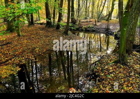 Rotbach im herbstlichen Hiesfeldwald, Oberhausen, Ruhrgebiet, Nordrhein-Westfalen, Deutschland Stockfoto