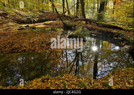 Rotbach im herbstlichen Hiesfeldwald, Oberhausen, Ruhrgebiet, Nordrhein-Westfalen, Deutschland Stockfoto