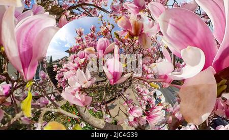 Magnolienbaum (Magnolia x soulangeana) im Hintergrund, 360 Grad Panoramafoto, Berlin, Deutschland Stockfoto