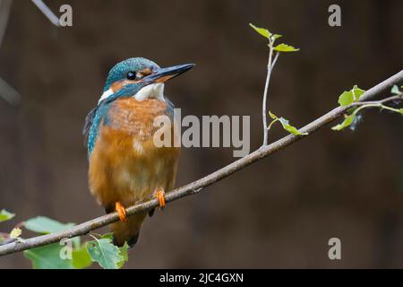 Eisvögel (Alcedo atthis), Weibchen, sitzend auf Birkenzweig, Hessen, Deutschland Stockfoto