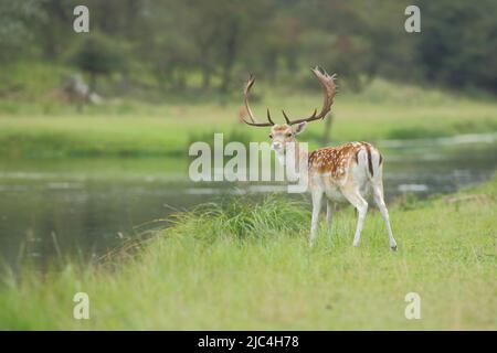 Damhirsch (Dama dama) in Amsterdamse Waterleidingduinen, Amsterdam Water Conduit Dunes, North Holland, Holland Stockfoto