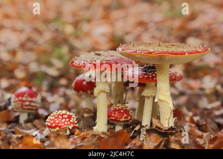 Gruppe der Fliegenpilze (Amanita muscaria) in Schlangenbad, Taunus, Hessen, Deutschland Stockfoto