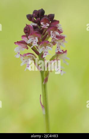 Burnt Orchid (Orchis ustulata) in Liliental, Kaiserstuhl, Breisgau, Baden-Württemberg, Deutschland Stockfoto