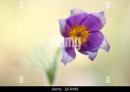 Gemeine Kuhglocke (Pulsatilla vulgaris) in Thuengersheim, Bayern, Deutschland Stockfoto