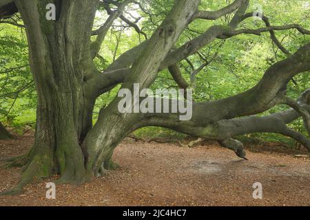 Europäische Buche (Fagus sylvatica) im Sababurger Urwald, Reinhardswald, Hessen, Deutschland Stockfoto