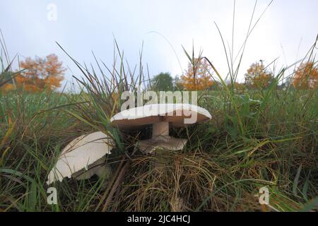 Zwei Feldpilze (Agaricus campestris) in Niedernhausen, Taunus, Hessen, Deutschland Stockfoto