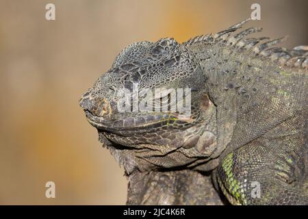 Kopf und Schultern der Stacheleidechse, die sich im Sonnenschein sonnen Halb schlafen in Malaysia Stockfoto