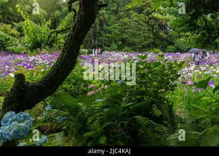 Hondo-ji Temple Iris Garden -Hondoji ist ein Tempel, der in der Kamakura-Periode gebaut wurde, und der Name des Tempels soll von Nichiren Shoni gegeben worden sein Stockfoto