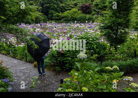 Hondo-ji Temple Iris Garden -Hondoji ist ein Tempel, der in der Kamakura-Periode gebaut wurde, und der Name des Tempels soll von Nichiren Shoni gegeben worden sein Stockfoto