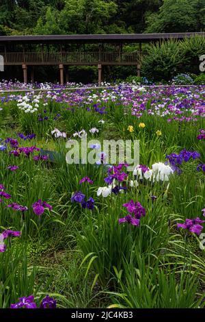 Hondo-ji Temple Iris Garden -Hondoji ist ein Tempel, der in der Kamakura-Periode gebaut wurde, und der Name des Tempels soll von Nichiren Shoni gegeben worden sein Stockfoto