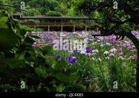 Hondo-ji Temple Iris Garden -Hondoji ist ein Tempel, der in der Kamakura-Periode gebaut wurde, und der Name des Tempels soll von Nichiren Shoni gegeben worden sein Stockfoto