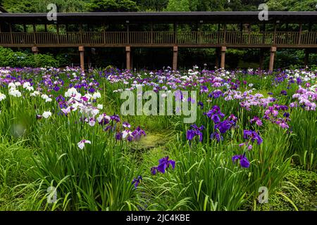 Hondo-ji Temple Iris Garden -Hondoji ist ein Tempel, der in der Kamakura-Periode gebaut wurde, und der Name des Tempels soll von Nichiren Shoni gegeben worden sein Stockfoto