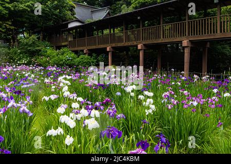 Hondo-ji Temple Iris Garden -Hondoji ist ein Tempel, der in der Kamakura-Periode gebaut wurde, und der Name des Tempels soll von Nichiren Shoni gegeben worden sein Stockfoto