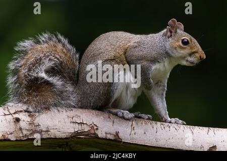 Nahaufnahme des grauen Eichhörnchens am Ast Stockfoto