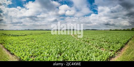 Zuckerrüben-Feld Stockfoto