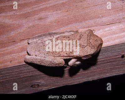 Draufsicht auf einen mexikanischen Baumfrosch (Smilisca baudinii), der sich tarnt und auf einem Stück braunem Holz ruht Stockfoto