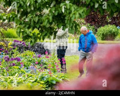 Aliums blühen unter Hostas in Holehird Gardens, Windermere, Lake District, Großbritannien, mit einem Mann, der ein Foto macht. Stockfoto