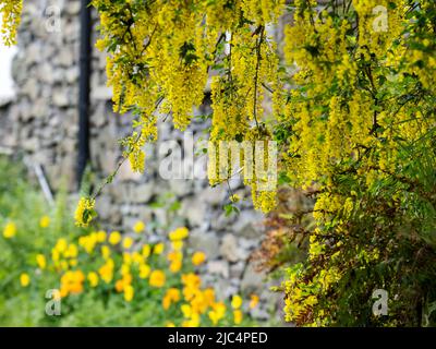 A Laburnum, Laburnum anagyroides in Ambleside, Lake District, Großbritannien. Stockfoto