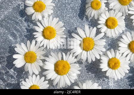 Sommerhintergrund. Natürliche Kamillenblüten und Wellenwasser auf hellgrauem Hintergrund. Draufsicht Flat Lay. Stockfoto