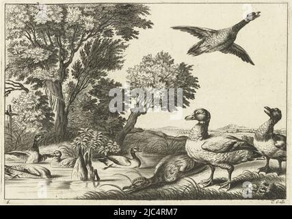 Mehrere Enten auf und um das Wasser, Ducks Diversarum avium species (Serientitel) mehrere Vögel (Serientitel), Druckerei: Peter van Liesebetten, Wenceslaus Hollar, nach: Francis Barlow, Druckerei: Antwerpen, London, Nach: England, Verlag: Antwerpen, 1654 - 1678, Papier, Gravur, H 135 mm × B 190 mm Stockfoto