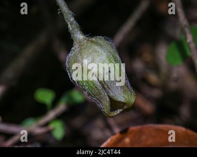 Unscheinbare Blüte des europäischen Wildginger (lateinischer Name: Asarum europaeum) am Berg Tara in Westserbien Stockfoto