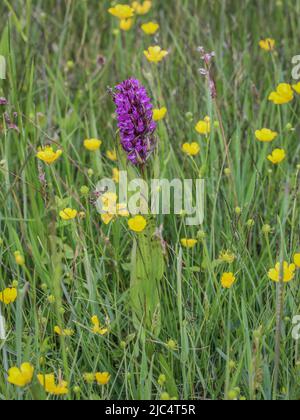 Einzelner Blütenstand der wilden Orchidee, der frühen Sumpforchidee, Dactylorhiza incarnata im Nationalpark Tara, im Westen Serbiens Stockfoto